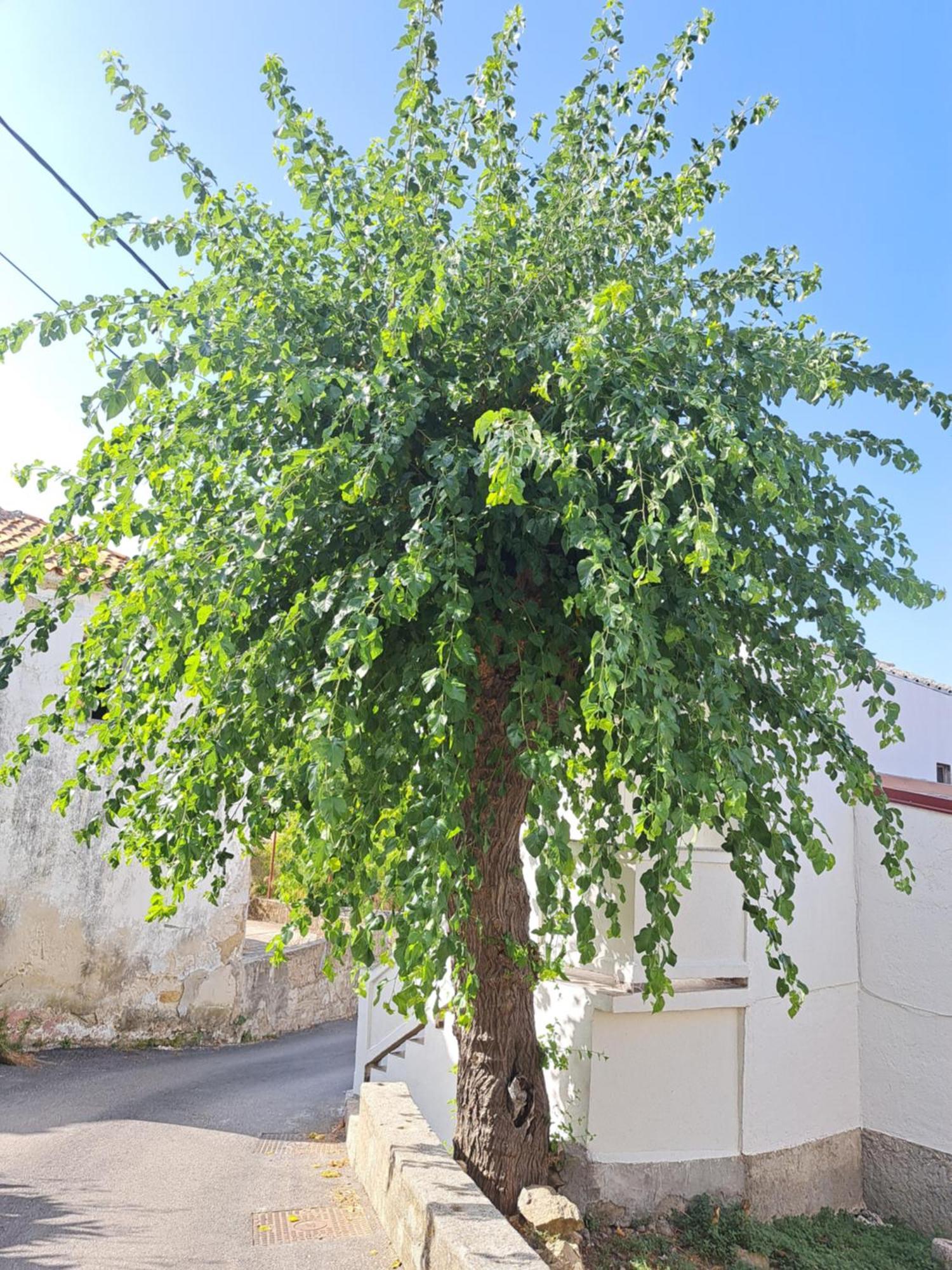 לופאר Apartmani Ana-Lora מראה חיצוני תמונה